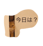 ペルシャっぽい（個別スタンプ：7）