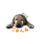 ミニーさん@DKF（個別スタンプ：20）