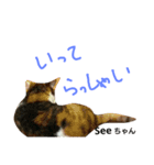 猫のSeeちゃん3（個別スタンプ：1）