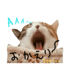 猫のSeeちゃん3（個別スタンプ：2）