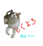 猫のSeeちゃん3（個別スタンプ：3）