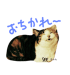 猫のSeeちゃん3（個別スタンプ：4）