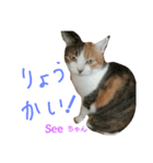 猫のSeeちゃん3（個別スタンプ：5）