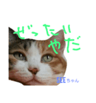 猫のSeeちゃん3（個別スタンプ：6）