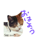 猫のSeeちゃん3（個別スタンプ：8）