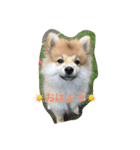ぽめです（個別スタンプ：1）