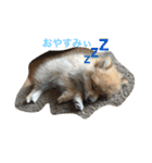 ぽめです（個別スタンプ：2）