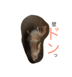 ぽめです（個別スタンプ：4）