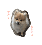 ぽめです（個別スタンプ：5）