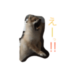 ぽめです（個別スタンプ：6）