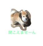 ぽめです（個別スタンプ：7）