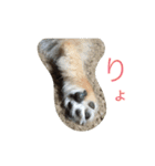 ぽめです（個別スタンプ：8）