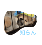 ぽめです（個別スタンプ：9）