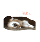ぽめです（個別スタンプ：11）