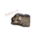 ぽめです（個別スタンプ：12）