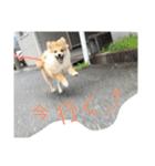 ぽめです（個別スタンプ：15）