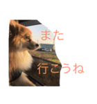 ぽめです（個別スタンプ：16）