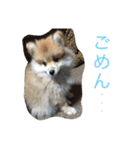 ぽめです（個別スタンプ：19）