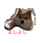 ぽめです（個別スタンプ：21）