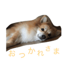 ぽめです（個別スタンプ：22）