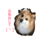 ぽめです（個別スタンプ：23）