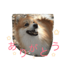 ぽめです（個別スタンプ：24）