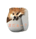 ぽめです（個別スタンプ：25）
