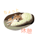 ぽめです（個別スタンプ：28）