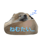 ぽめです（個別スタンプ：30）
