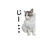 もふねこみるくと茶とらのチロル（個別スタンプ：1）