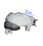 もふねこみるくと茶とらのチロル（個別スタンプ：5）