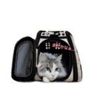 もふねこみるくと茶とらのチロル（個別スタンプ：6）