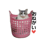 もふねこみるくと茶とらのチロル（個別スタンプ：9）