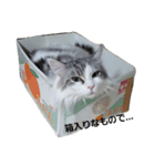 もふねこみるくと茶とらのチロル（個別スタンプ：10）