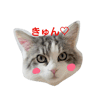 もふねこみるくと茶とらのチロル（個別スタンプ：12）