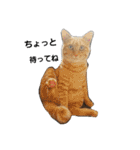 もふねこみるくと茶とらのチロル（個別スタンプ：15）