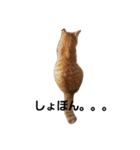 もふねこみるくと茶とらのチロル（個別スタンプ：16）