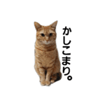 もふねこみるくと茶とらのチロル（個別スタンプ：17）