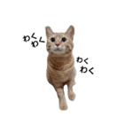 もふねこみるくと茶とらのチロル（個別スタンプ：18）