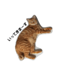 もふねこみるくと茶とらのチロル（個別スタンプ：20）
