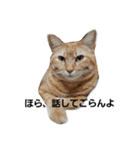 もふねこみるくと茶とらのチロル（個別スタンプ：21）