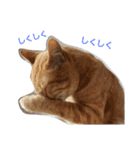 もふねこみるくと茶とらのチロル（個別スタンプ：22）