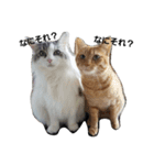 もふねこみるくと茶とらのチロル（個別スタンプ：23）