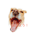 いつもの犬。(凛)（個別スタンプ：1）