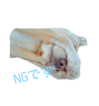 いつもの犬。(凛)（個別スタンプ：2）