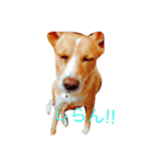 いつもの犬。(凛)（個別スタンプ：3）