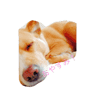 いつもの犬。(凛)（個別スタンプ：4）