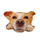 いつもの犬。(凛)（個別スタンプ：7）