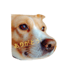 いつもの犬。(凛)（個別スタンプ：8）