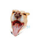 いつもの犬。(凛)（個別スタンプ：9）